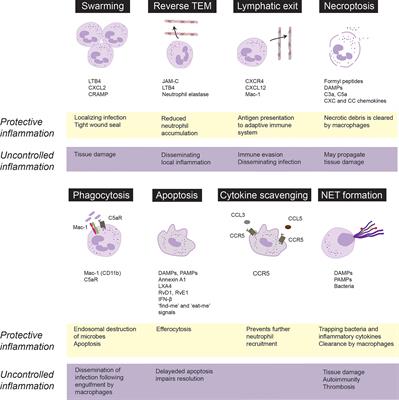 Targeting Neutrophils for Promoting the Resolution of Inflammation